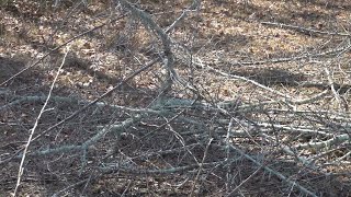 Macon Bibb Public Works cuts down cherry blossom trees weeks before international festival