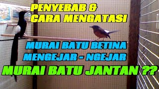 PENYEBAB DAN CARA MENGATASI MURAI BATU BETINA MENGEJAR MURAI BATU JANTAN ( MURAI BATU OB )