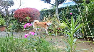 真っ赤だね　柴犬りゅうちゃん