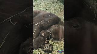 Heartwarming: A Gorilla Mom's Unconditional Love