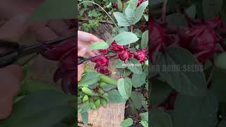 Harvesting Hibiscus #gardening