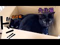 出会って5秒で先住黒猫が保護黒猫に乗りました！