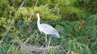 マイ スライドショー　大泉緑地の鳥（2017年9月15日）