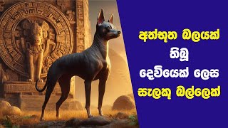 අත්භූත බලයක් තිබූ දෙවියෙකු ලෙස සැලකූ බල්ලෙක්...