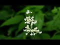 津久井湖城山公園パークセンター　花壇の花など　　2017・7・24 4k