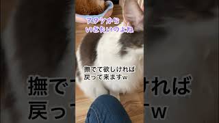 【猫を撫でるマル㊙️テクニック】 #メインクーン #猫動画おもしろい #cat #猫動画可愛い