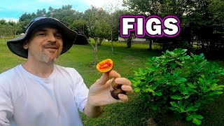 Harvesting FIGS, Spray for Powdery Mildew, the BEST Garden WATERING CAN, Prepper Food Storage