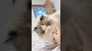 灭霸布偶猫