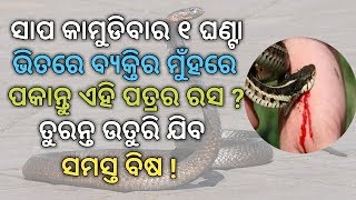 ସାପ କାମୁଡିବାର ୧ ଘଣ୍ଟା ଭିତରେ ବ୍ୟକ୍ତିର ମୁଁହରେ ପକାନ୍ତୁ ଏହି ପତ୍ରର ରସ ? ତୁରନ୍ତ ଉତୁରି ଯିବ ସମସ୍ତ ବିଷ !