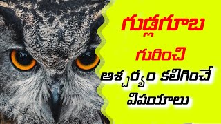 About owl in Telugu - Gudlaguba gurinchi - గుడ్లగూబ గురించి కొన్ని ఆసక్తికర విషయాలు