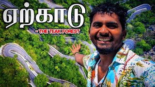 🔥பல்லாயிரக்கணக்கான ஏற்காடு தேக்குமரங்கள் | YERCAUD TEAK FOREST | YERCAUD COFFEE | TOURIST PLACE  K7