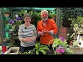 how to grow u0026 propagate streptocarpus with specialist grower annette kennedy