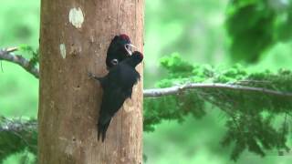 クマゲラ（4）営巣（朱鞠内湖） - Black woodpecker - Wild Bird - 野鳥 動画図鑑