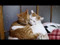 かご猫 x 仲良し猫　good friend cat 2014 1