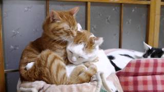 かご猫 x 仲良し猫　Good friend cat 2014#1