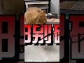 猫咪能吃＆不能吃的人类食物｜猫咪饮食速查 科学养猫 养猫经验 养猫日常 宠物知识 宠物生活 新手养猫 貓 猫咪 cat 喵星人