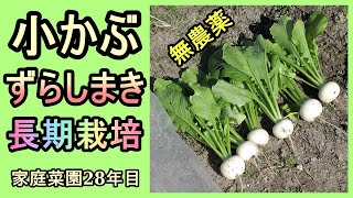 【小カブ ずらし蒔きで長期収獲】家庭菜園28年目 無農薬 半自給自足