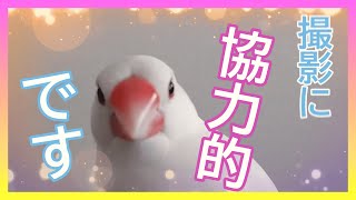 【文鳥3歳6か月⑦】撮影に割と協力的？3代目文鳥ピーちゃん 癒し系動物 Java sparrow