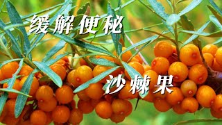 沙棘果   缓解便秘有特效 / Seabuckthorn is effective in relieving constipation