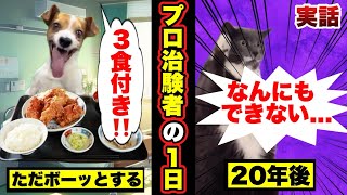 【実話】プロ治験者の末路がヤバかった　#猫ミーム #猫マニ #cat #末路