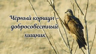 Чёрный коршун – добросовестный хищник.