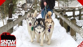 Happy Huskies and a Small Mishap . . . .