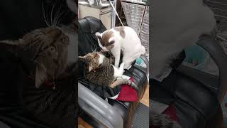 緊張感のあるねっこ#shorts#猫動画#キョムとフル