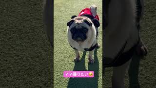 犬見知りすぎてポツンと女の子パグ#short#shorts#pug#パグ#フォーンパグ#女の子パグ#わんこ#可愛い#癒し#散歩#犬のいる生活#ドッグラン