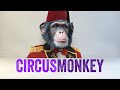 CircusMonkey Kinetic Type Rigs