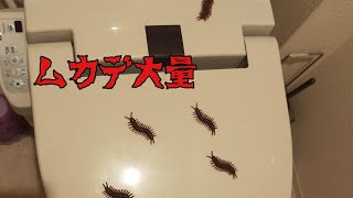 You Tube撮影中にハプニング！大量のムカデ！