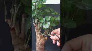 Pruning #polyscias bonsai tree #bonsai #bonsaitree #pruningbonsai #shorts