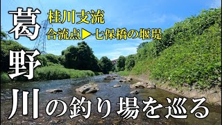 桂川支流　葛野川の釣り場を巡る　合流点▶七保橋の堰堤　2024年7月の川見