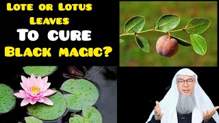 Are Lote or Lotus leaves used to treat black magic? - Assim al hakeem