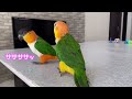 ついに！シロハラインコたち同時放鳥！！ the caique parrots playing together for the first time