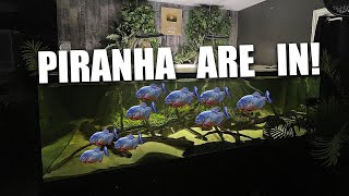 700G fish tank gets PIRANHA!!