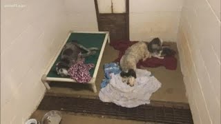 Animals seized from Eastern Kentucky property