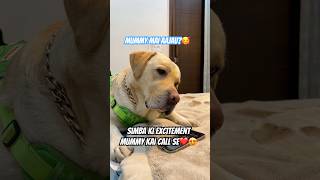 Mummy Ka Beta🧿❤️ #labrador #vlog #minivlog #dailyvlog #ytshorts