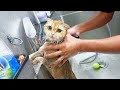 Full Cat Grooming; Nails Cut, Bath and Ear Cleaning || Jane Balagtas