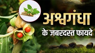 जानें कैसे खाएं अश्वगंधा जानिए वीडियो में_Benefits of Ashwagandha |ABPLIVE