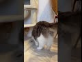 綿棒で遊ぶ猫　 shorts cat 猫 猫動画 ねこのいる生活 癒し ラグドール ラガマフィン にゃんこ かわいい 長毛種 日常 ねこ youtubeshorts video