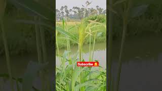 పిల్ల కాలువ పచ్చదనం #leelagola #india #nature #village #healthyfood #greenery #pachadanam #canal