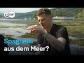 Mit Algen die Welt retten: Algenanbau in Schottland | Fokus Europa