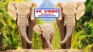 Elephant documentary African Safari 4K - Scenic Wildlife Film With African Nature 2023 HD