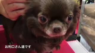 2020年8月4日の保護犬の様子