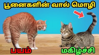 பூனைகளின் வால் இப்படி இருந்தால் இது தான் அர்த்தமா | Cats tail language