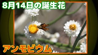 8月14日の誕生花 アンモビウム どんな花？あなたに送る花言葉は?