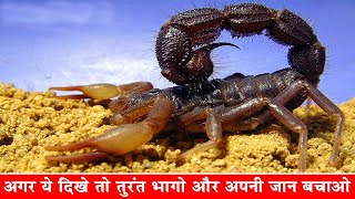 दुनिया के सबसे जहरीले बिच्छू| MOST POISONOUS AND DANGEROUS SCORPION| ANIMALS VINES| SCORPION