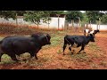 Criação de Mini Vacas - Bichos e Aves Ornamentais (31) 9.9656-0500