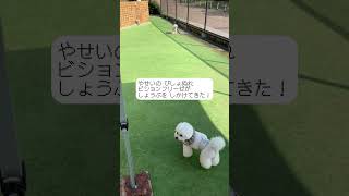 水に濡れると野生味が強いビションフリーゼ #bichon #bichonfrise #cute #cutedog #dog #pet #ショート動画 #ビションフリーゼ #おもしろ動画 #ドッグラン