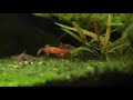 lyretail killifish aphyosemion australe gold mating pair